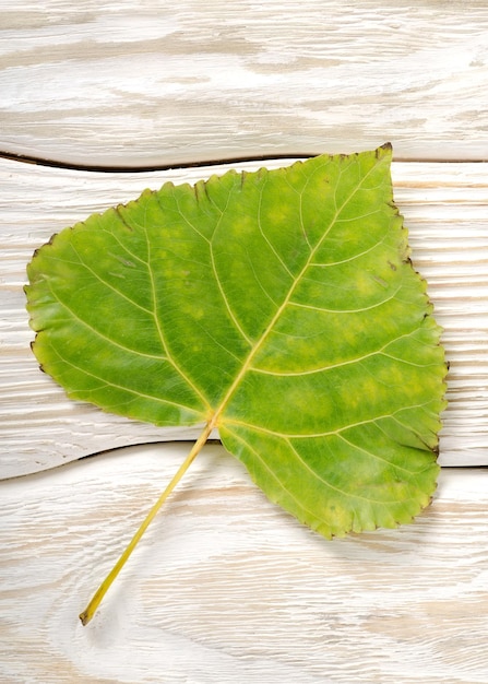 Foto populierblad op een witte houten ondergrond