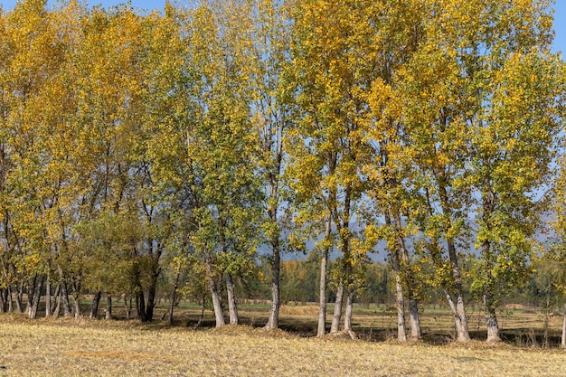 Populierboom op een rij op landbouwgebied in de herfstseizoen