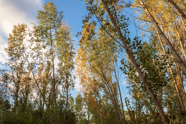 Populierbos met gele bladeren in de herfst in Alicante, Spanje.