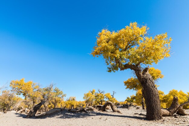 Populus diversifolia against a blue sky ejina alxa league inner mongolia China