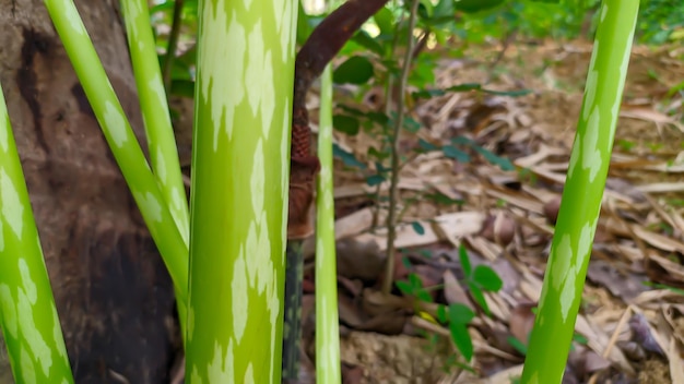 Photo porang plant or amorphophallus muelleri