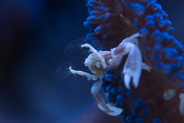 Foto granchio di porcellana in simbiosi con l'anemone blu