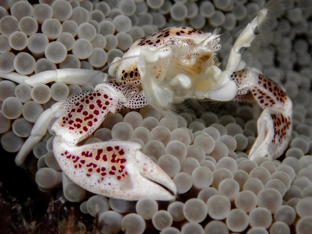 Photo porcelain crab