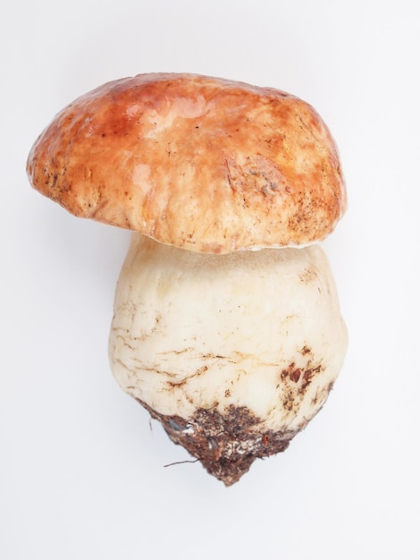 Porcini Mushroom