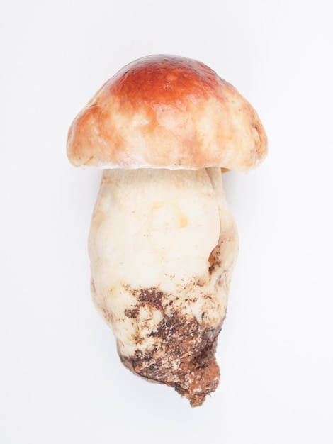 Porcini Mushroom