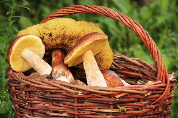 Porcini mushrooms in a basket on grass