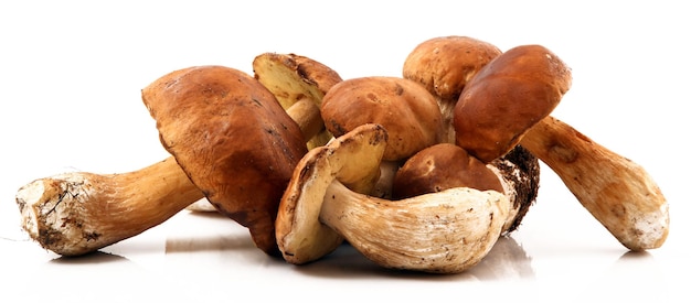 Porcini mushrooms in white background