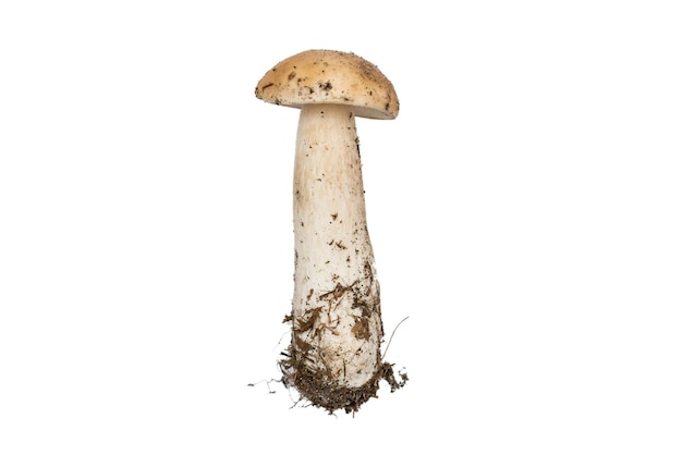 Porcini paddestoel Eekhoorntjesbrood geïsoleerd De natuurlijke kleur en textuur