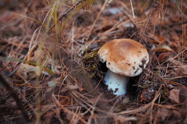 Porcini-paddestoel groeit in het bos. Herfst aard