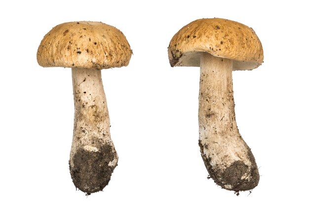 Porcini paddestoelen Eekhoorntjesbrood geïsoleerd De natuurlijke kleur en textuur