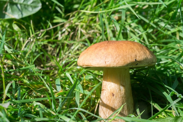 Porcini-paddestoelen in gras