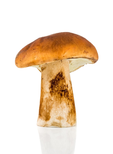 Porcini a popular edible mushroom on a white background