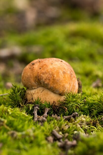 Porcini-schimmels op het mos