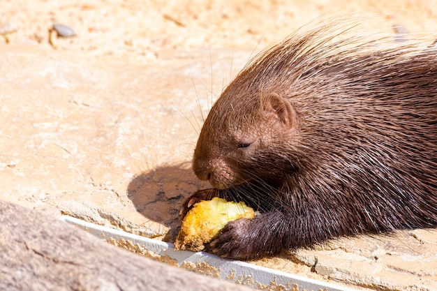 ヤマアラシは、鋭くとがった棘のコートを持つ大きな齧歯動物です