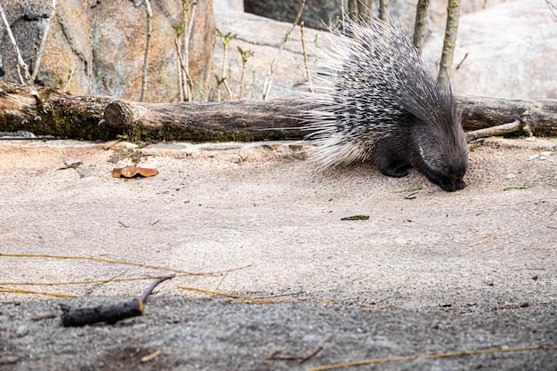 A porcupine munching at Zoo Zurich Switzerland