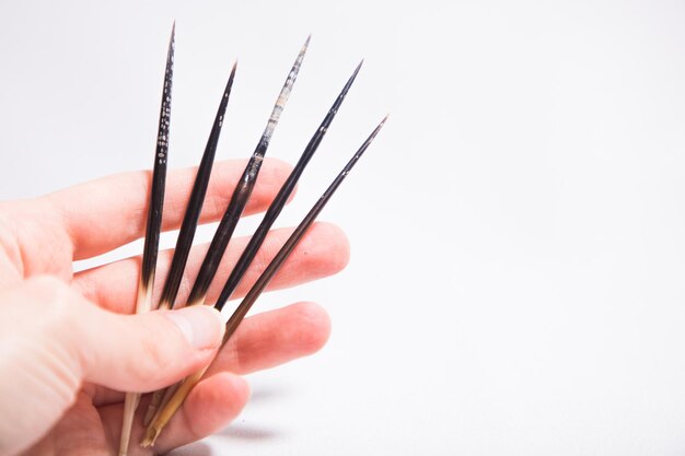 Porcupine quills in hand on white background