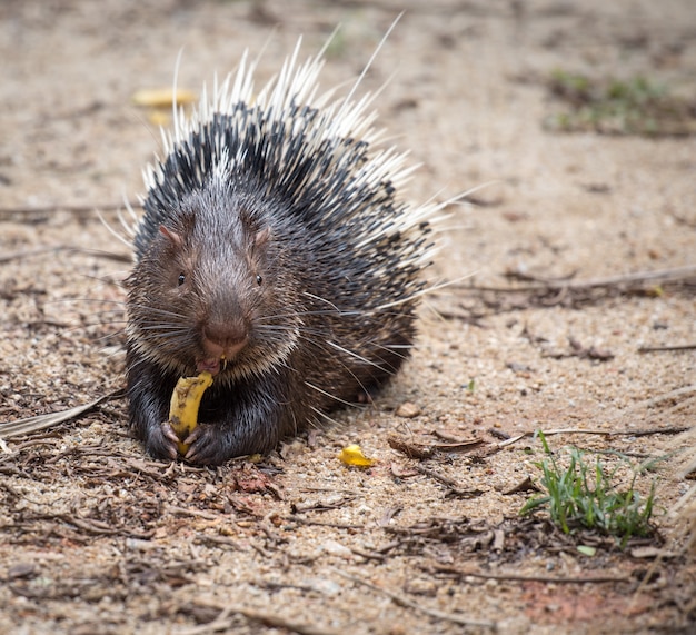 Porcupine with banana in its hands