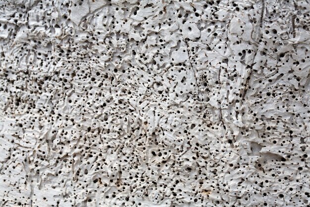 Porous surface texture of a white tree trunk eaten by\
woodworms