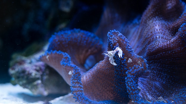 Porseleinkrab in symbiose met blauwe anemoon