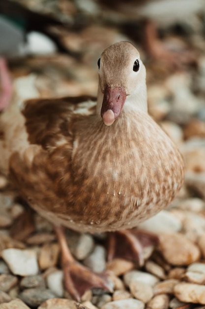 Portait of brown colour mandarin duck, looking to camera, one feet on the photo, water drops on body