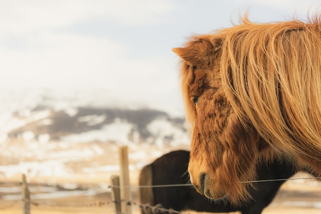 冬アイスランドの褐色アイスランド馬の肖像