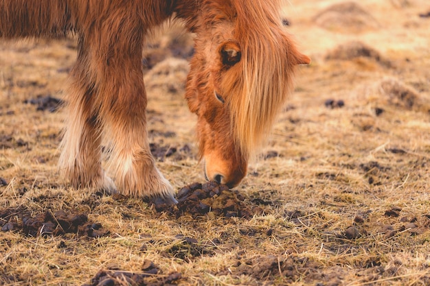 写真 冬アイスランドの褐色アイスランド馬の肖像