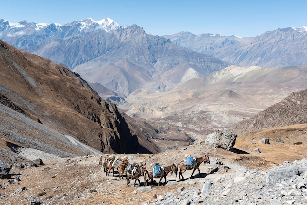 Porter mules on Annapurna circuit trek Nepal