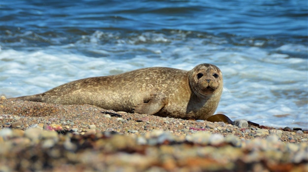 Portgordon seals