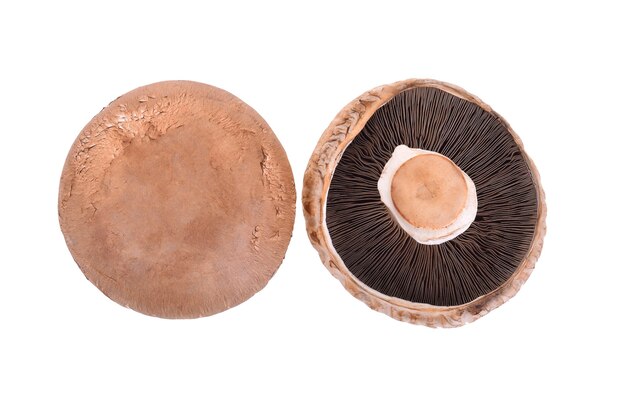 Portobello mushroom isolated on white background