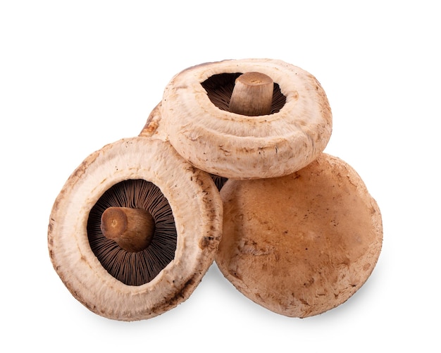 Portobello mushrooms isolated on white background