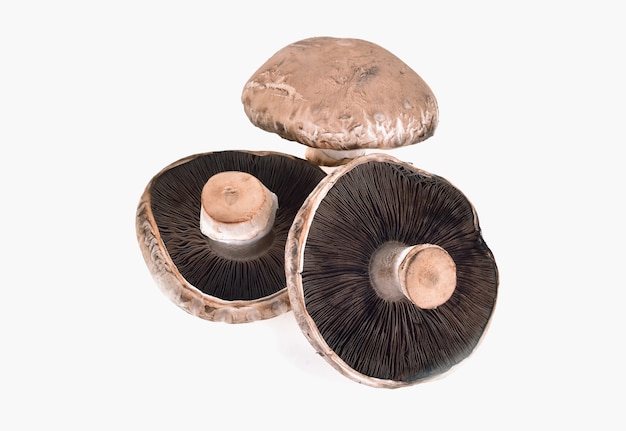 Portobello mushrooms, isolated.