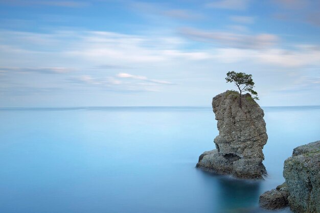 Portofino park Pine tree rock cliff Long exposure Liguria Italy