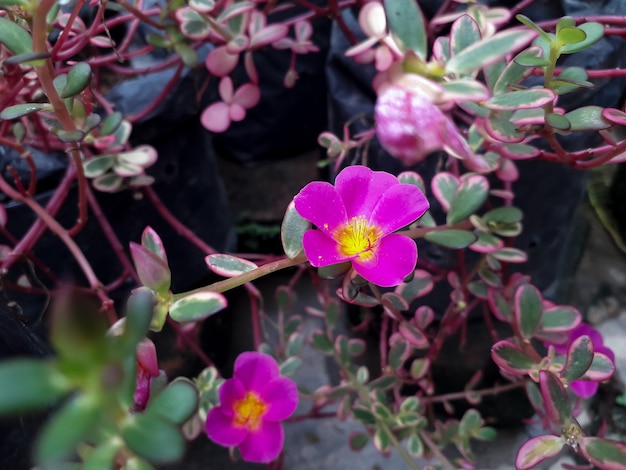 Portoluca fiore rosa pianta in giardino