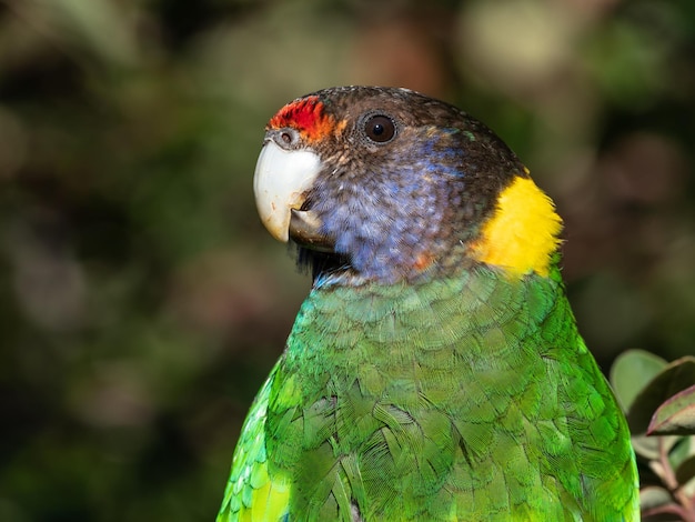 Фото Портрет австралийского кольчатого попугая