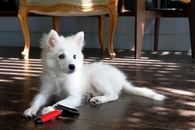 Foto portrail giovane spitz giapponese che gioca il cane della spazzola per capelli, cane felice in casa
