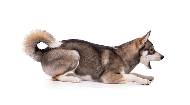 Portrait of a 6 month old Siberian Husky lying down