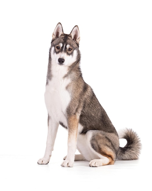 Portrait of a 6 month old Siberian Husky on a white background