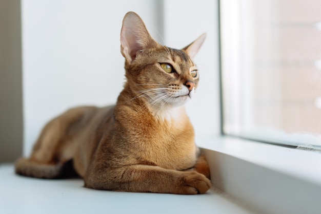 Foto ritratto di un gatto abissino a casa un gattino carino appoggiato sul davanzale della finestra