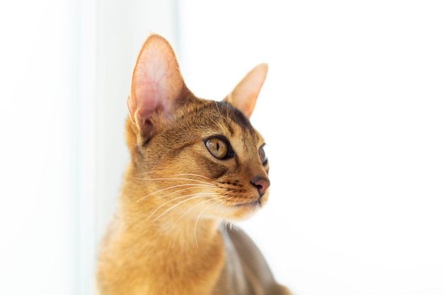 Портрет абиссинской чистокровной кошки отводит взгляд на белом фоне
