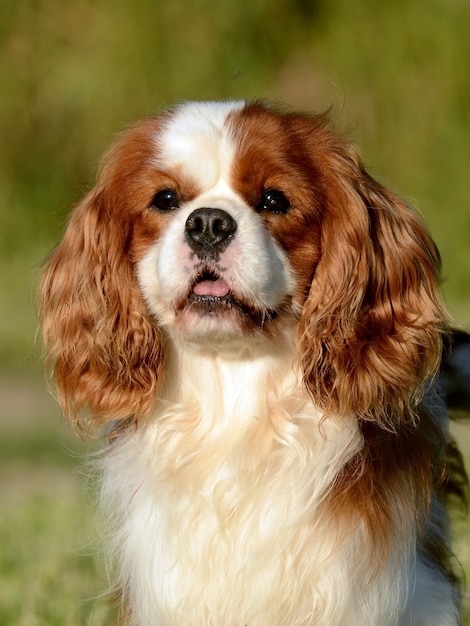 Portrait of an adorable brown Cavalier King Charles dog standing outdoor