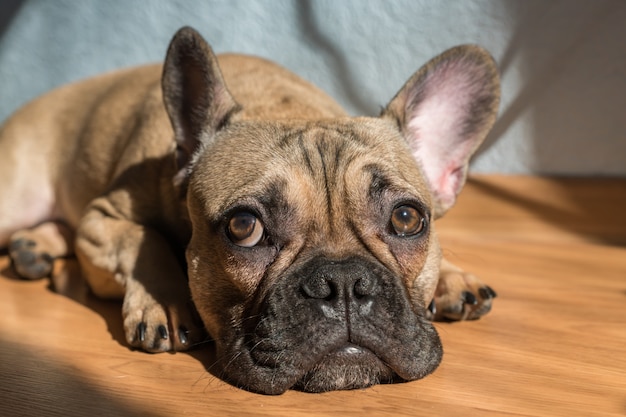 Cane adorabile del bulldog francese del ritratto che si trova sul pavimento