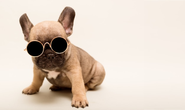 Photo portrait of adorable french bulldog puppy in sunglasses. pet on vacation concept.