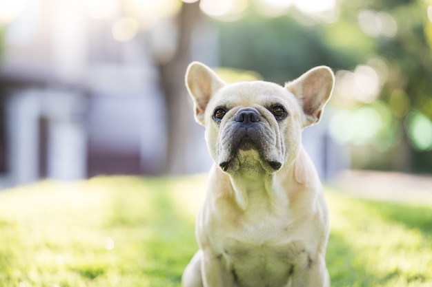 Portrait of adorable French bulldog sitting at field