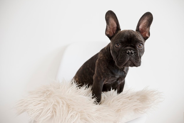 Photo portrait of adorable french bulldog