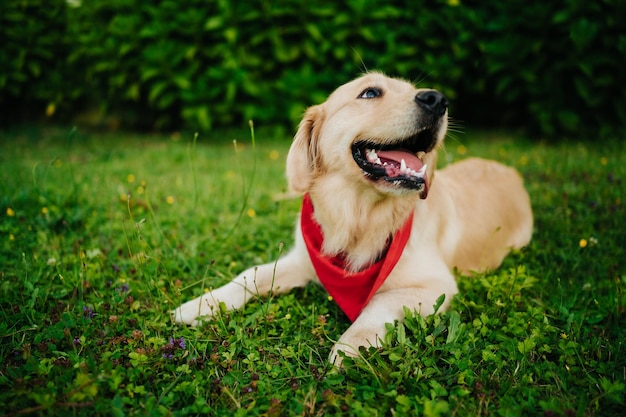 Portrait of an adorable golden retriever with a red bandana in\
a park with a blurry background