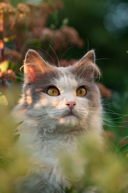 Portrait of adorable gray kitten in the garden