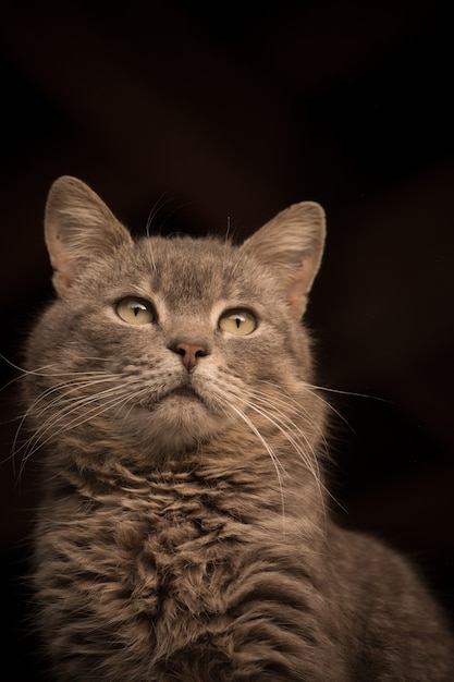 Portrait of adorable gray kitten. Portrait of gray  beautiful cat looking up with interest