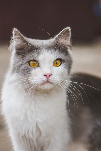 愛らしい灰色白い子猫の肖像画。興味を持って見ている灰色の美しい猫の肖像画