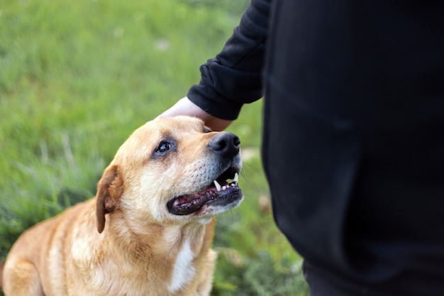 Portrait of an adorable happy dog being petted by a man's hand in a green park