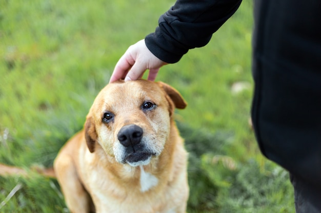 Portrait of an adorable happy dog being petted by a man's hand in a green park